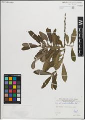 Foto von Salix pedicellata Desf.